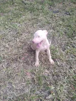 Maxx, a male American Pit Bull Terrier for sale in Jacksonville, FL – 2 of 4