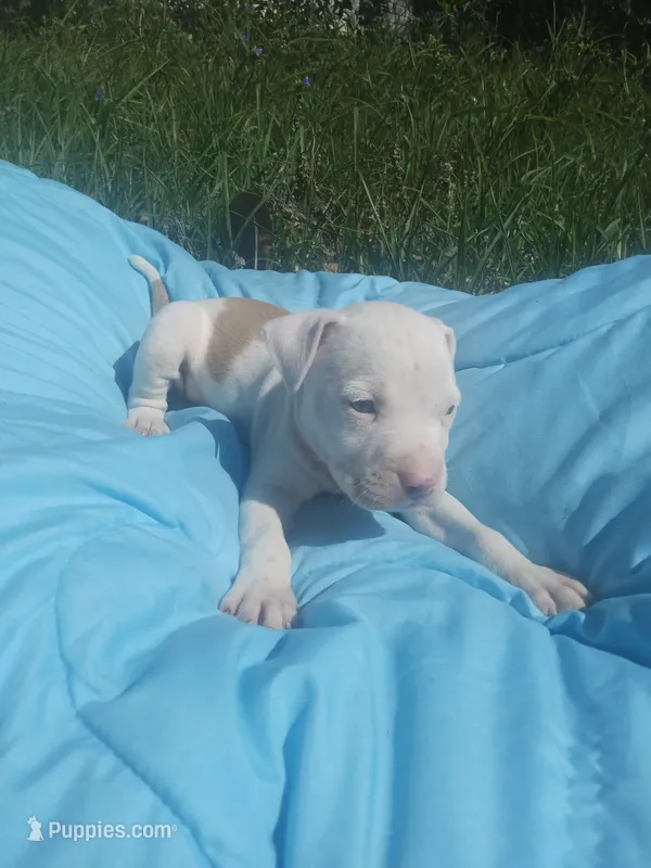 Sire – American Pit Bull Terrier puppy for sale in Fayetteville, GA