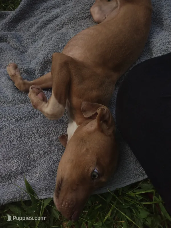 Buddy  – American Pit Bull Terrier puppy for sale in Jacksonville, FL