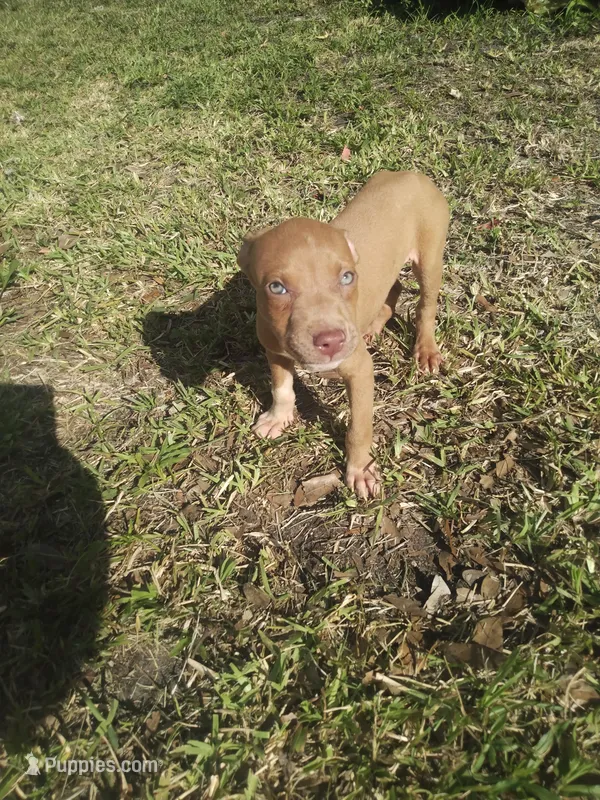 Buddy  – American Pit Bull Terrier puppy for sale in Jacksonville, FL
