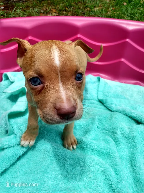Sasha  – American Pit Bull Terrier puppy for sale in Fayetteville, GA
