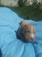 Tru, a male American Pit Bull Terrier for sale in Fayetteville, GA – 1 of 5