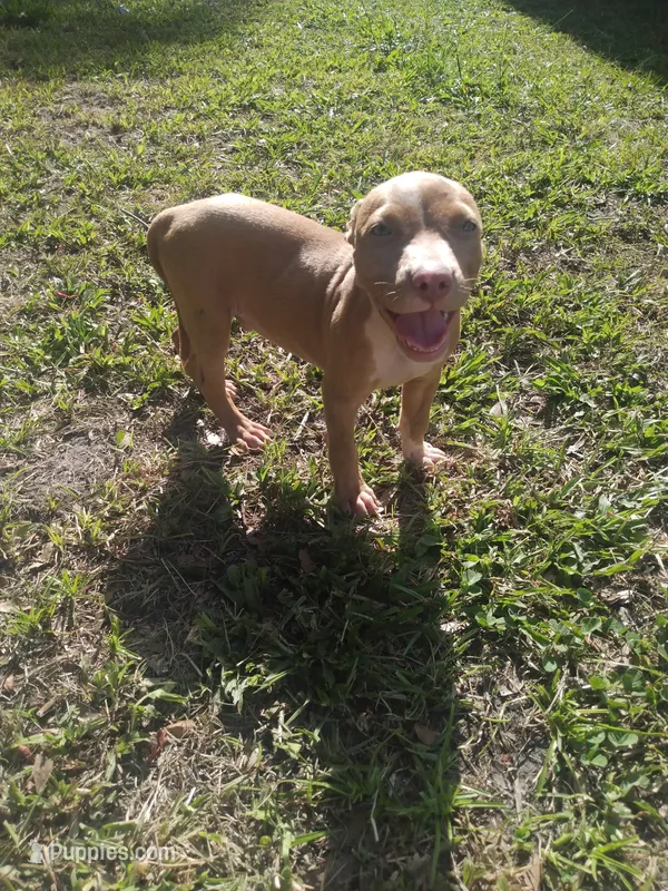 Boss – American Pit Bull Terrier puppy for sale in Jacksonville, FL
