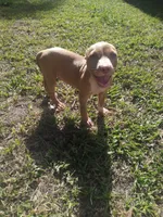 Boss, a male American Pit Bull Terrier for sale in Jacksonville, FL – 1 of 4