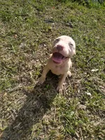 Maxx, a male American Pit Bull Terrier for sale in Jacksonville, FL – 4 of 4