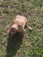 Sasha , a female American Pit Bull Terrier for sale in Jacksonville, FL – 2 of 4
