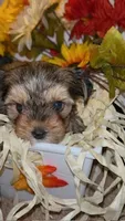 Bella, a female Shih Tzu and Yorkshire Terrier for sale in Washington, DC – 2 of 5