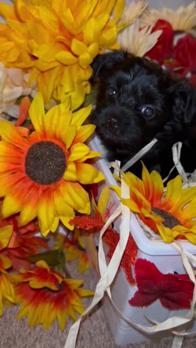 Blacky, a male Shih Tzu and Yorkshire Terrier for sale in Washington, DC – 5 of 5