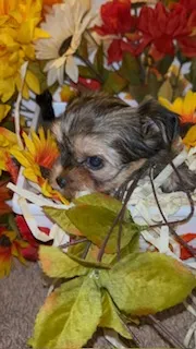 Bella – Shih Tzu, Yorkshire Terrier puppy for sale in Washington, DC