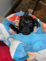 Blacky, a male Shih Tzu and Yorkshire Terrier for sale in Washington, DC – 4 of 5
