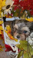 Bella, a female Shih Tzu and Yorkshire Terrier for sale in Washington, DC – 4 of 5