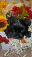 Tiny, a female Shih Tzu and Yorkshire Terrier for sale in Washington, DC – 3 of 3