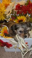 Bella, a female Shih Tzu and Yorkshire Terrier for sale in Washington, DC – 3 of 5