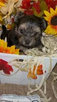 Honesty, a female Shih Tzu and Yorkshire Terrier for sale in Washington, DC – 5 of 5