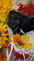 Blacky, a male Shih Tzu and Yorkshire Terrier for sale in Washington, DC – 3 of 5