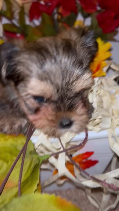 Bella, a female Shih Tzu and Yorkshire Terrier for sale in Washington, DC – 5 of 5