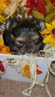 Honesty – Shih Tzu, Yorkshire Terrier puppy for sale in Washington, DC