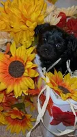 Blacky, a male Shih Tzu and Yorkshire Terrier for sale in Washington, DC – 2 of 5