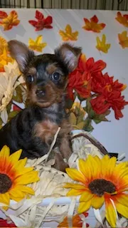 Faith – Yorkshire Terrier puppy for sale in Washington, DC