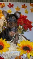 Faith, a female Yorkshire Terrier for sale in Washington, DC – 1 of 5
