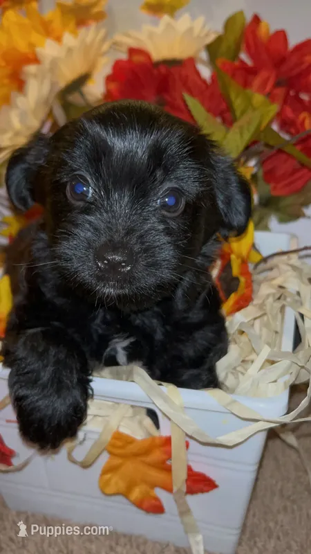 Tiny – Shih Tzu, Yorkshire Terrier puppy for sale in Washington, DC