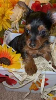 Faith, a female Yorkshire Terrier for sale in Washington, DC – 3 of 5