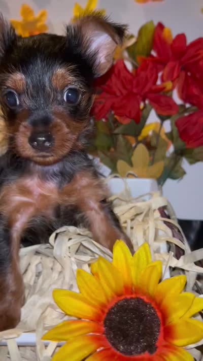 Faith, a female Yorkshire Terrier for sale in Washington, DC – 4 of 5