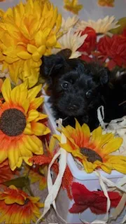 Blacky – Shih Tzu, Yorkshire Terrier puppy for sale in Washington, DC