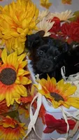 Blacky, a male Shih Tzu and Yorkshire Terrier for sale in Washington, DC – 1 of 5
