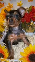 Faith, a female Yorkshire Terrier for sale in Washington, DC – 2 of 5