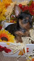 Faith, a female Yorkshire Terrier for sale in Washington, DC – 5 of 5