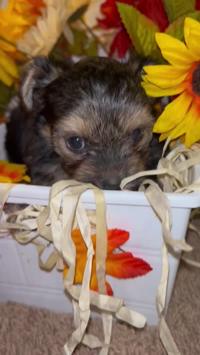 Honesty, a female Shih Tzu and Yorkshire Terrier for sale in Washington, DC – 3 of 5