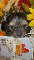 Honesty, a female Shih Tzu and Yorkshire Terrier for sale in Washington, DC – 2 of 5