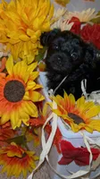 Tiny, a female Shih Tzu and Yorkshire Terrier for sale in Washington, DC – 2 of 3