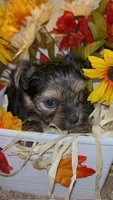 Honesty, a female Shih Tzu and Yorkshire Terrier for sale in Washington, DC – 4 of 5