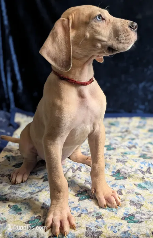 Dandy – Great Dane puppy for sale in Porter, TX