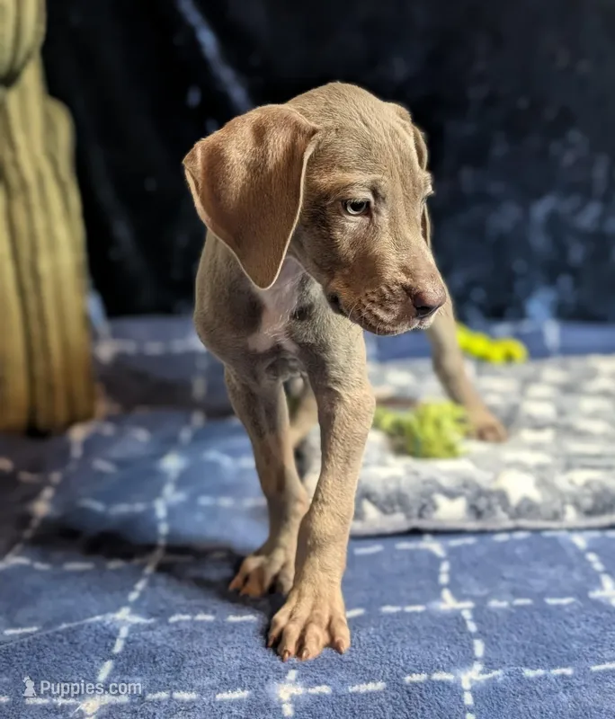 Charity – Great Dane puppy for sale in Porter, TX