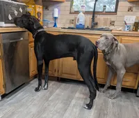 Ares, a male Great Dane for sale in Porter, TX – Photo 2 of 2