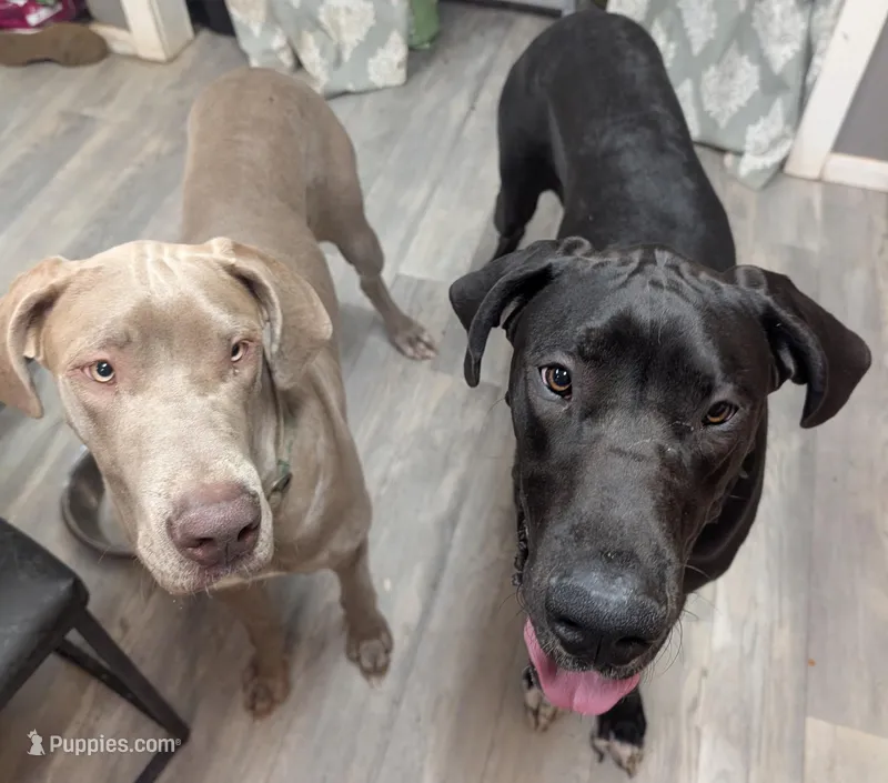 Ares – Great Dane puppy for sale in Porter, TX