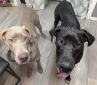 Ares, a male Great Dane for sale in Porter, TX – Photo 1 of 2