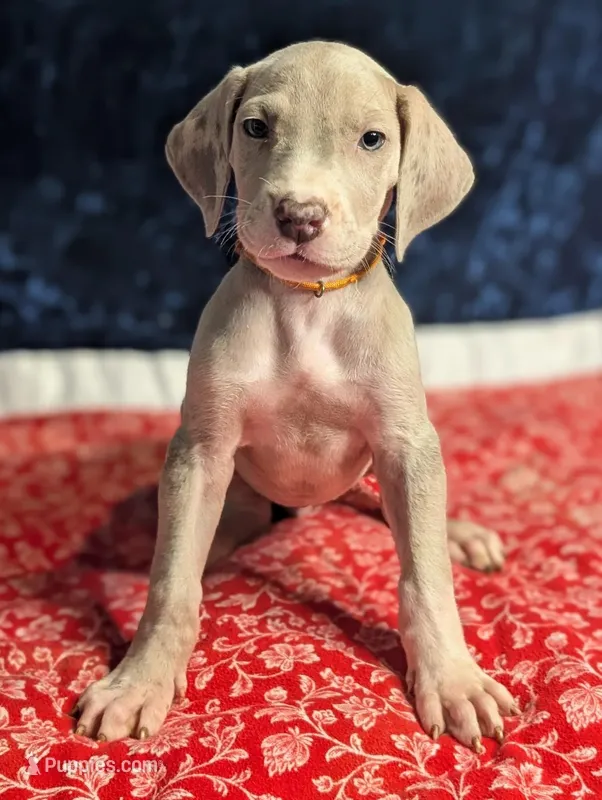 Daphne – Great Dane puppy for sale in Porter, TX