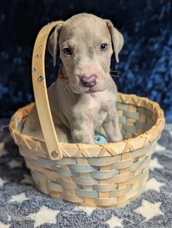 Daphne, a female Great Dane for sale in Porter, TX – Photo 1 of 2