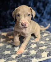 Daphne, a female Great Dane for sale in Porter, TX – Photo 2 of 2