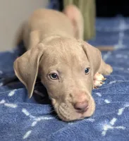 Charlie, a male Great Dane for sale in Porter, TX – Photo 3 of 7