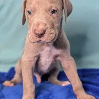 Charlie, a male Great Dane for sale in Porter, TX – Photo 6 of 7