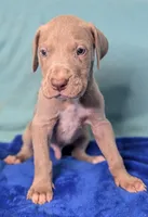 Charlie, a male Great Dane for sale in Porter, TX – Photo 1 of 3