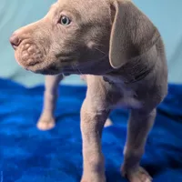 Charlie, a male Great Dane for sale in Porter, TX – Photo 7 of 7