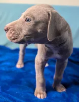 Charlie, a male Great Dane for sale in Porter, TX – Photo 2 of 3