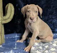 Charlie, a male Great Dane for sale in Porter, TX – Photo 2 of 7