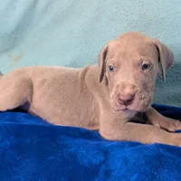 Charlie, a male Great Dane for sale in Porter, TX – Photo 5 of 7